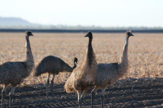 Emu4