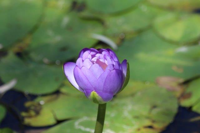 WaterLily2