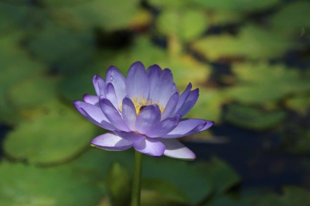 WaterLily3