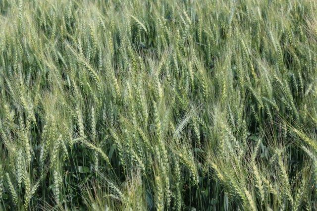 Wheat013