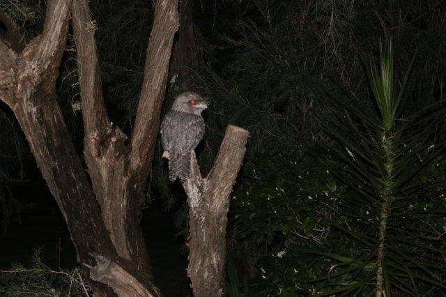 Frogmouth1