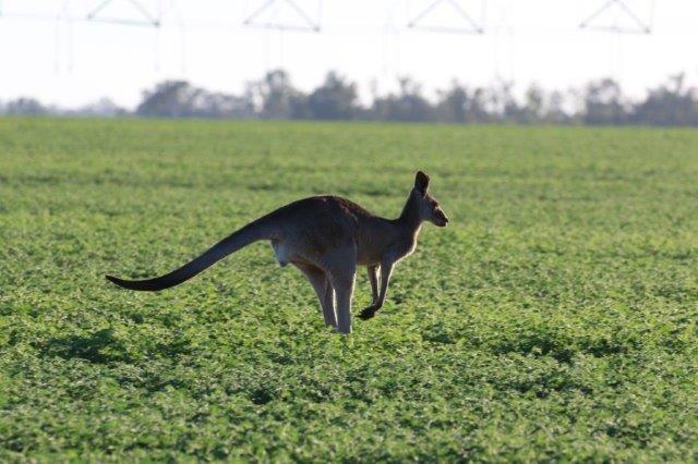 Kangaroo1