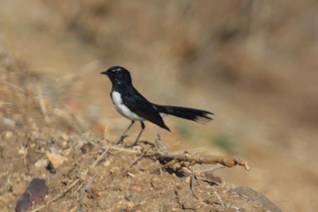 WillieWagTail5